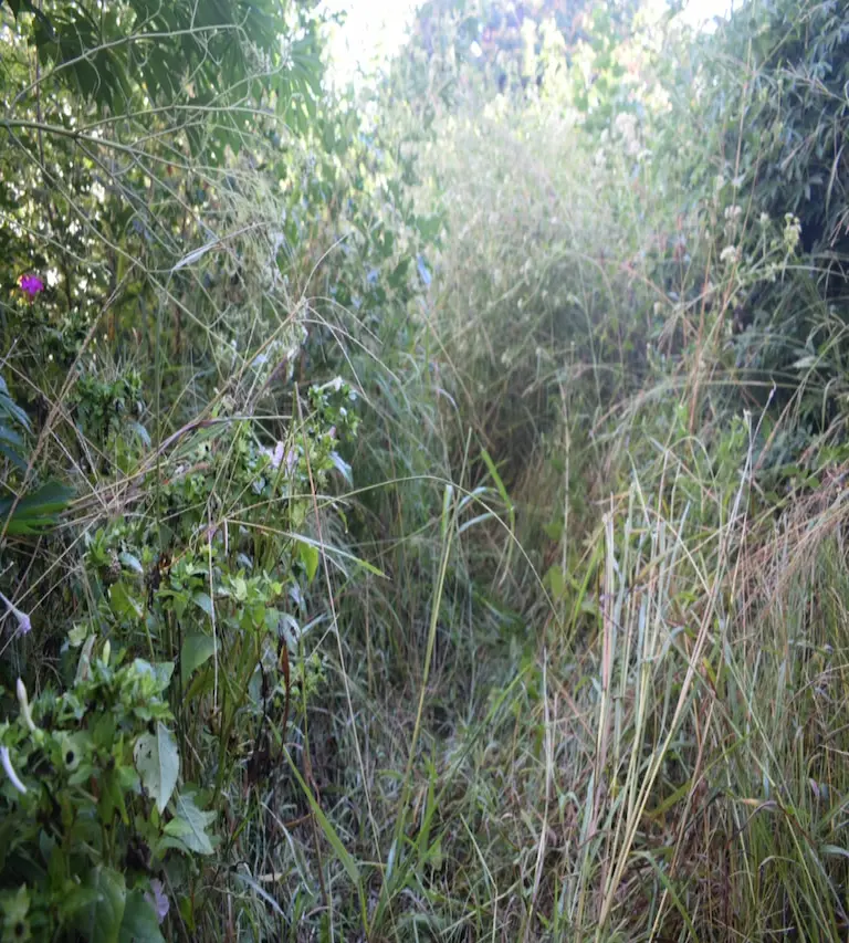 Terreno con maleza